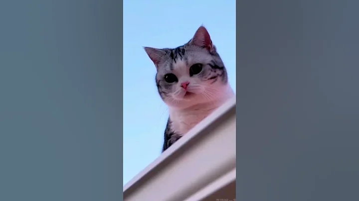 Video 11312481: funny cat british, funnycats usa cat