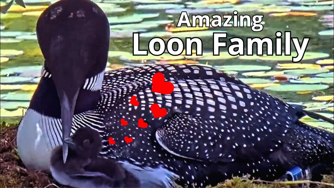 Fascinating Story of The Loons With 1 Chick: From Hatching 🥚🐣🐥 To Leaving The Nest 🎉- July 2024
