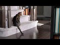 Roomba and Bengal cats: my cats can't figure out what it is...😹😸😻