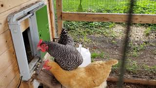 Barred Rock singing egg song