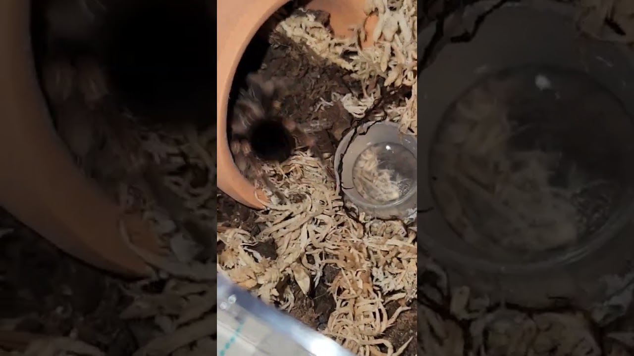 #tarantulafeeding
