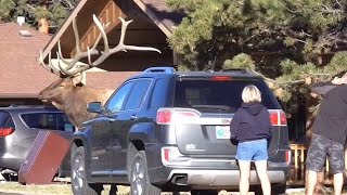 HUGE Bull Elk in Estes Park, Colorado