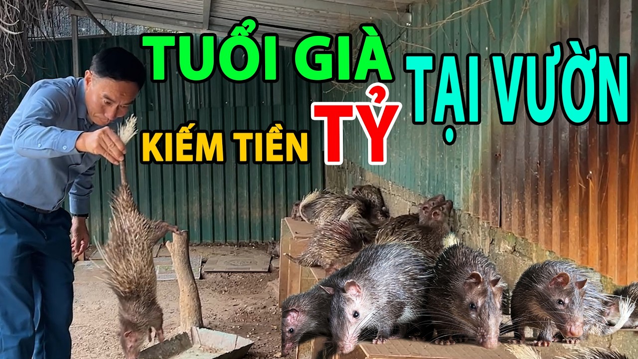 TUỔI GIÀ KIẾM TIỀN TỶ TẠI VƯỜN NHỜ MÔ HÌNH NUÔI DON THẢ VƯỜN