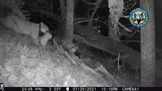When studies on mule deer and mountain lions intersect