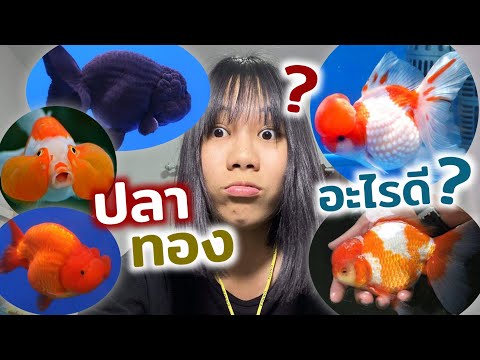 เลี้ยงปลาทองสายพันธุ์อะไรดี???