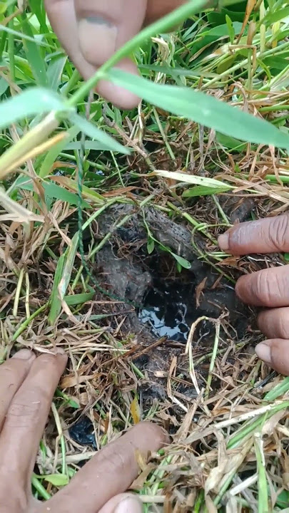 hampir lepas dari genggaman #ngurekbelut #mancingbelut #belut #fishing #eel #shorts