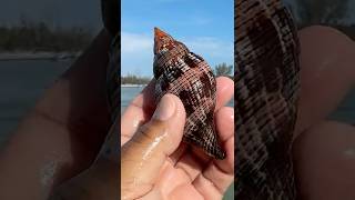 Shelling 🐚 Keewaydin Island with Everwater Charters & Tours! #shelling #florida #shells