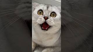 Wait Till the End 😳🐱 #funny #cat
