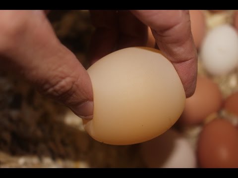 Hens laying shell-less eggs, Why and How to solve issue