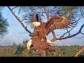 SWFL Eagles~Female Dominance Versus Mating ~ 11-19-17