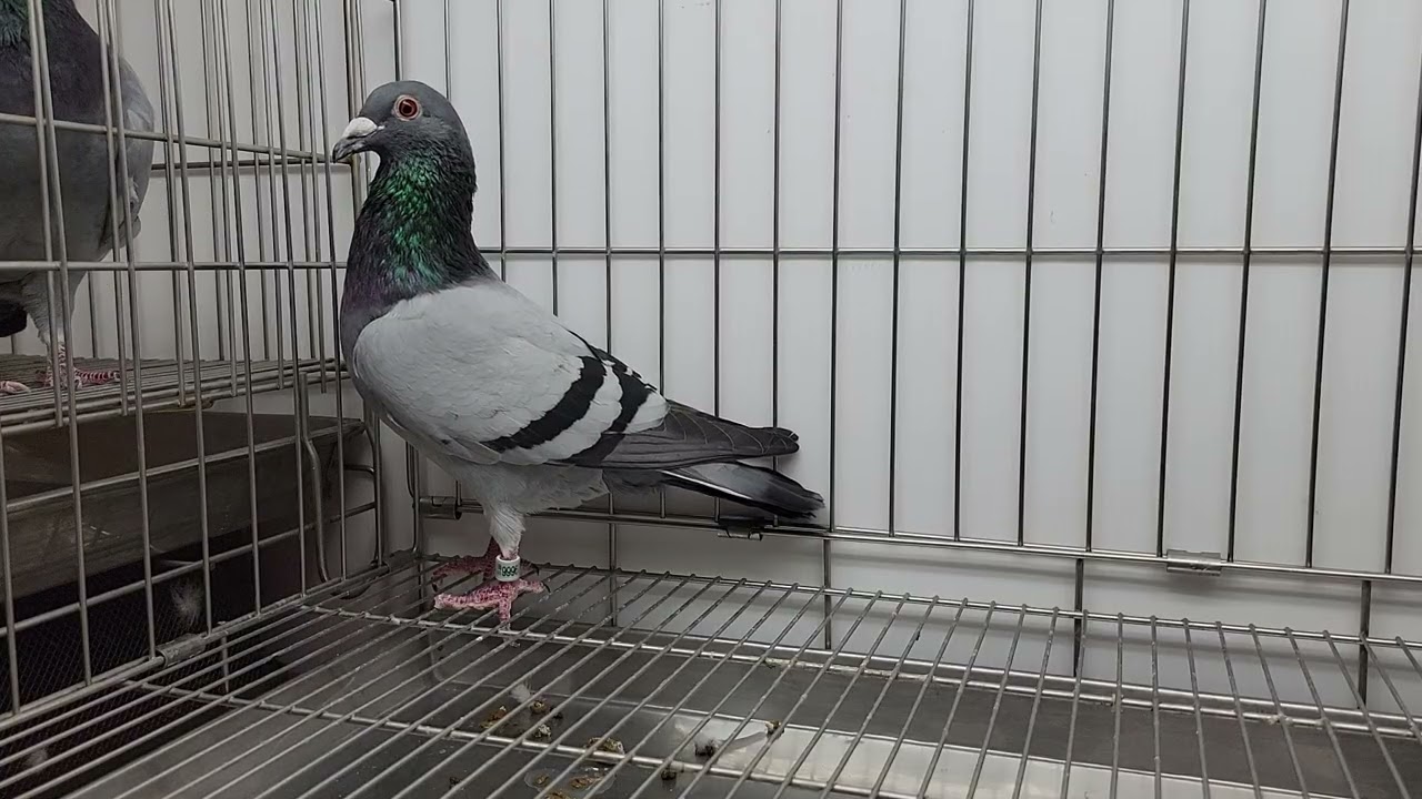 安順鴿園-3/3(二)網拍鴿25-999678灰♂