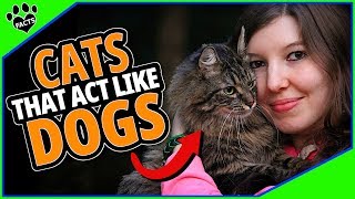 Top 10 Cat Breeds That Act Like Dogs - Cats 101