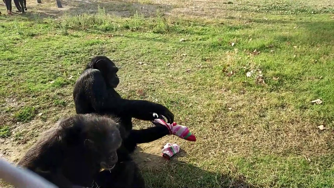 camera iphone 8 plus apk Regalos de Navidad