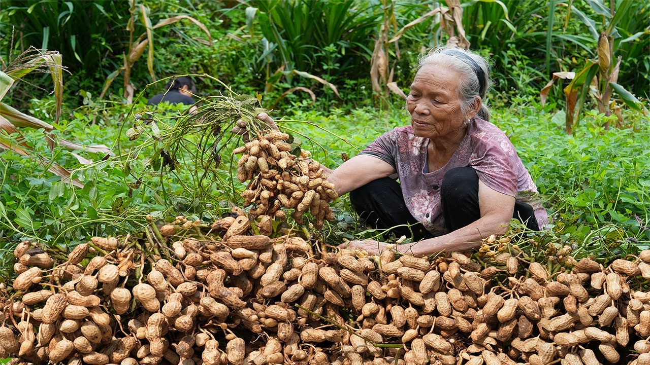 Peanuts from planting to cooking花生的一生，種植4個月得10多斤油，很累，但美味 | #food #cooking #美食 | 玉林阿婆