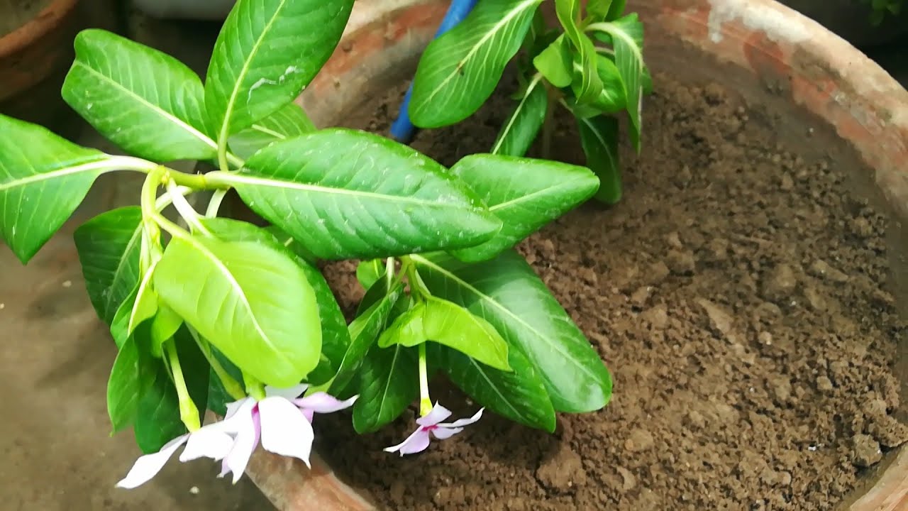 How to Grow sadabaharVinca from cutting. Best way to grow YouTube