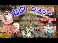 かすみ草特集！七夕フラワー〜星に願いを〜