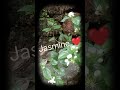 Jasmine  faseelamusthafa youtube channel