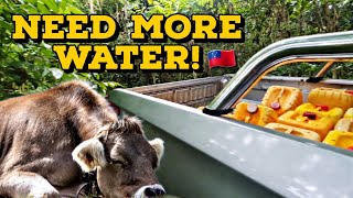 TOO HOT IN SAMOA | COWS NEED MORE WATER | WATER DEMAND INCREASE ON THE FARM