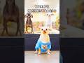 World’s creepiest.. hot dog?! 😳 #funnydogs #viralshorts #trending #foryoupage
