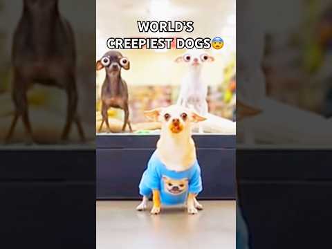 World’s creepiest.. hot dog?! 😳 #funnydogs #viralshorts #trending #foryoupage