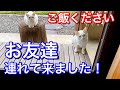 障子を開けたら白い野良猫2匹がご飯くださいと訴えてました