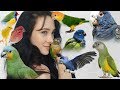 Pros and Cons of These Top 10 Beginner Parrots |  Parakeets, Conures, Parrots, and More!