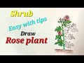 Shrub drawing easy for kids,Rose plant drawing easy,Flowering plant drawing easy,draw gulab plant