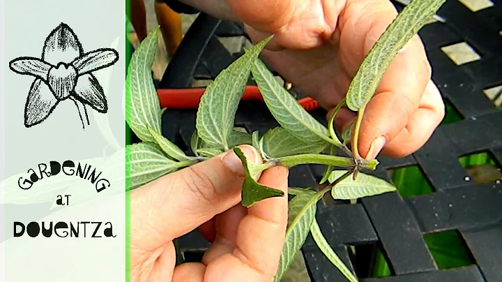 Cómo propagar salvia - tomando esquejes de salvia en otoño