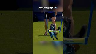 Mays Came Down Like Superman at 24ft 🦸 AKC Di...