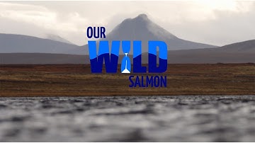 Fisheries Management Scotland Original - Our Wild Salmon Series | Fisheries Management Scotland