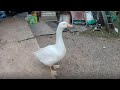 Echo meets George the Pet Goose