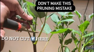 Don't make this pruning mistake! #dahlias #youtube