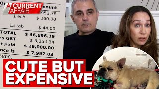 French bulldog owners call out vet over $37k bill | A Current Affair