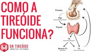 How does the thyroid work? | Dr Jônatas Catunda