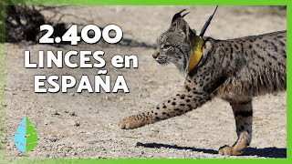 Lince Ibérico La Especie Que Volvió Del Peligro De Extinción Y Ya Supera Los 2.400 Ejemplares