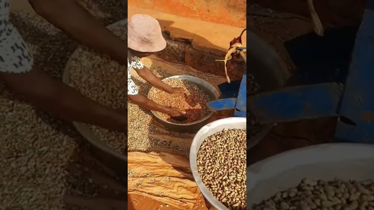 Mechanical peanut (groundnut) sheller 