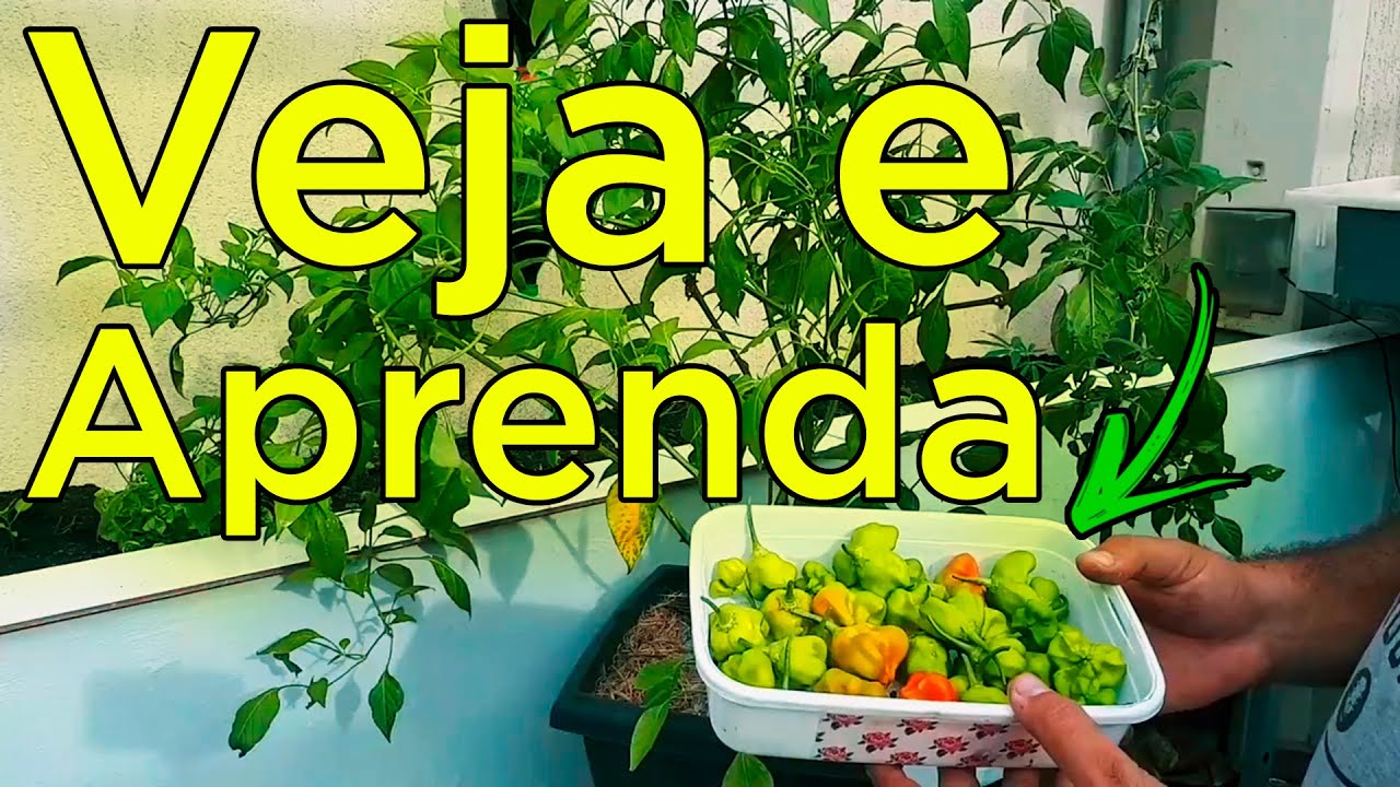 Pimenta Cambuci Aprenda a Plantas Do Plantio a Colheita