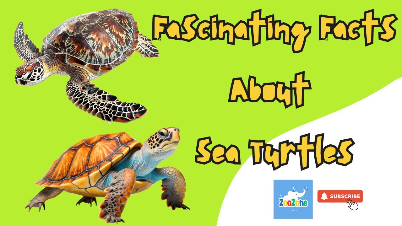 Fascinating Facts About Sea Turtles - YouTube