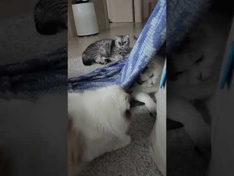 추운날에는 담요 안에서 놀기ㅋㅋ #고양이일상 #다묘가정 #cat