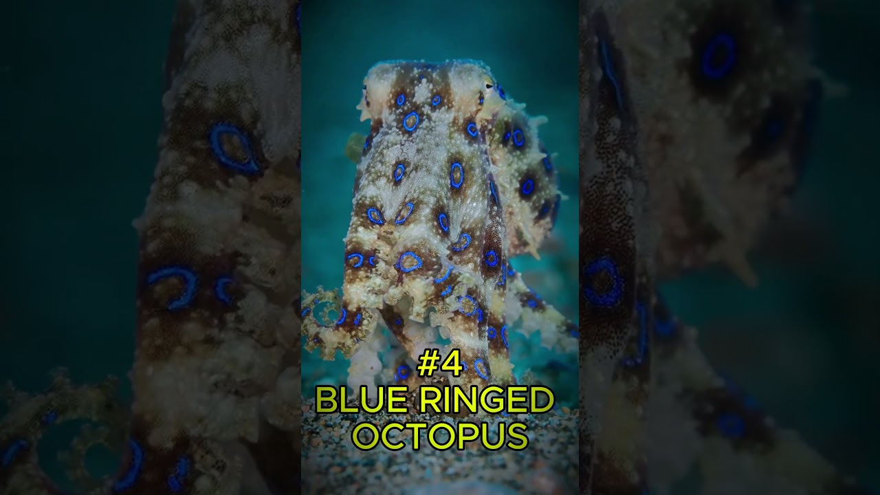 "Top 5 Cutest but Deadliest Animals 😍☠️ | Adorable Killers You Should Avoid!"