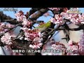 早咲きの「あたみ桜」が見頃