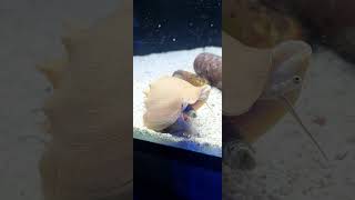 Fighting conch #nature #animals #saltwater #sea #fishtank #saltwaterfishtank #snail #strangerthings
