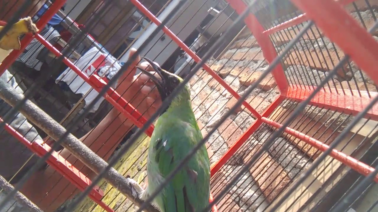 Cara memancing berahi cicak hijau... 