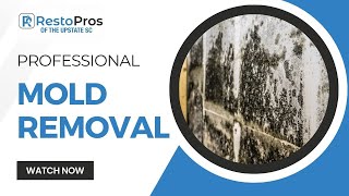 Greenville, SC Mold Removal | RestoPros of The Upstate