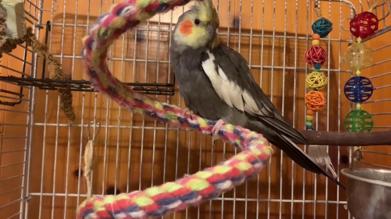 Cockatiel Cage Setup Tour YouTube