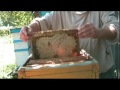 Бджоли нанесли меду в серпні й запечатали )))