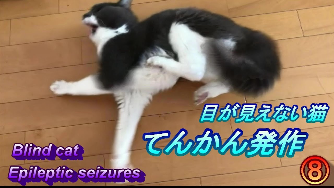 目が見えない猫てんかん発作⑧Blind Cat epilepsy seizures YouTube