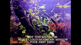 THIS SHOULD BE YOUR FIRST FISH!! (White Cloud Mountain Minnow) Care and Guide!