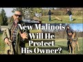 New Malinois - Will He Protect His Owner?