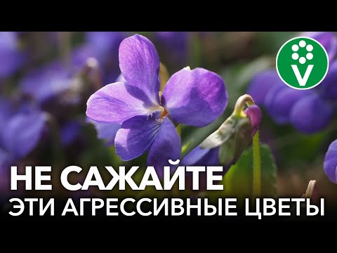 Видео: Агрессивные садовые растения - Как сдерживать инвазивные растения